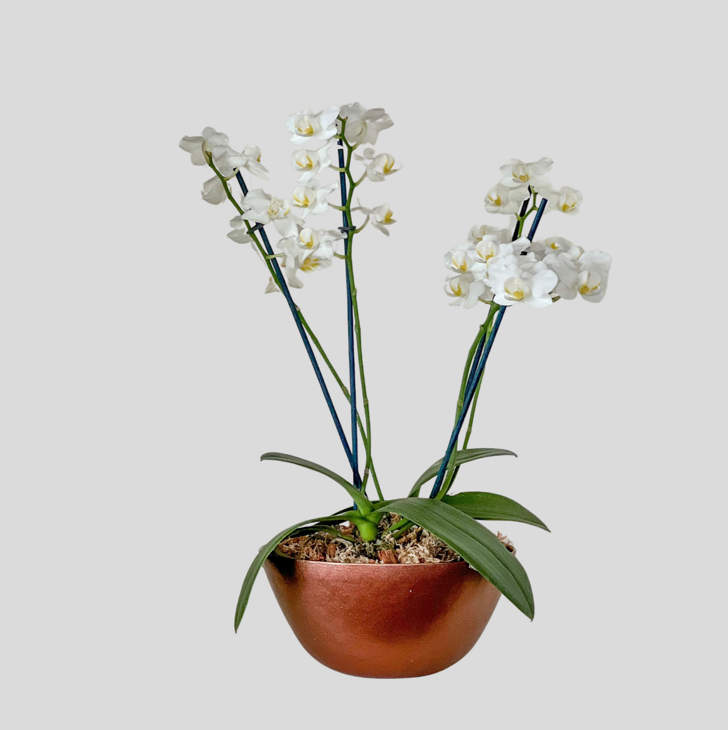 Jardin de Orquideas "Lady White"