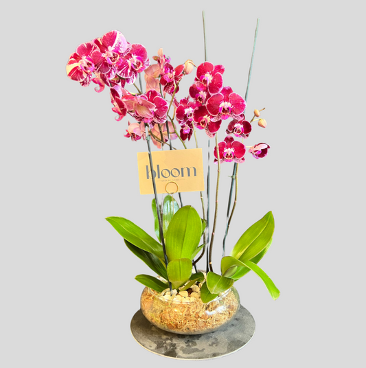 Jardin de Orquídeas "Triple Elegance"