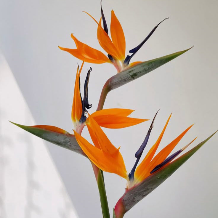 Ramo "Birds of Paradise"